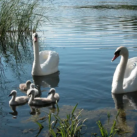 Gosciniec Yaga Wilkasy (Gizycko)